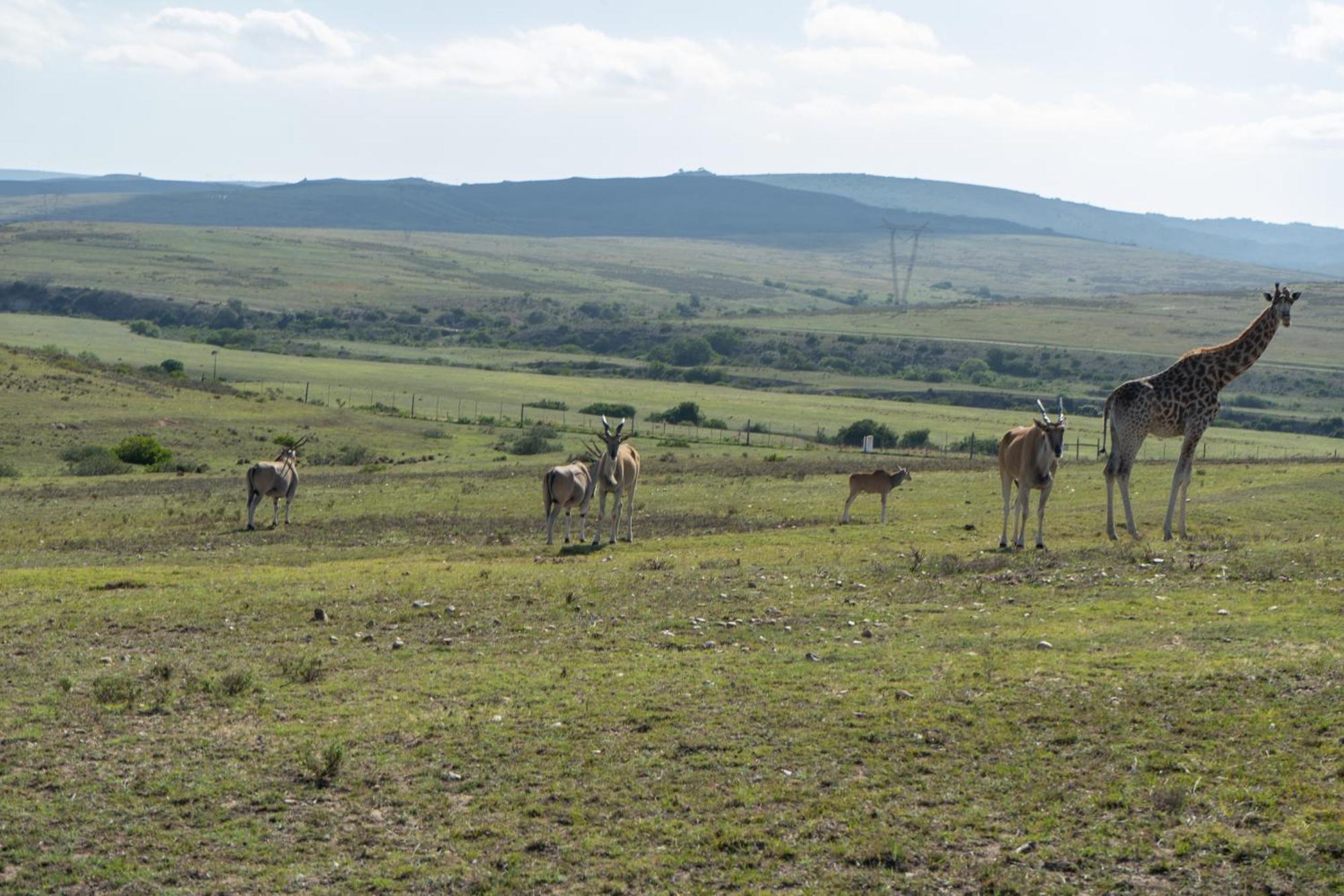 Hartenbos Private Game Lodge Exterior foto