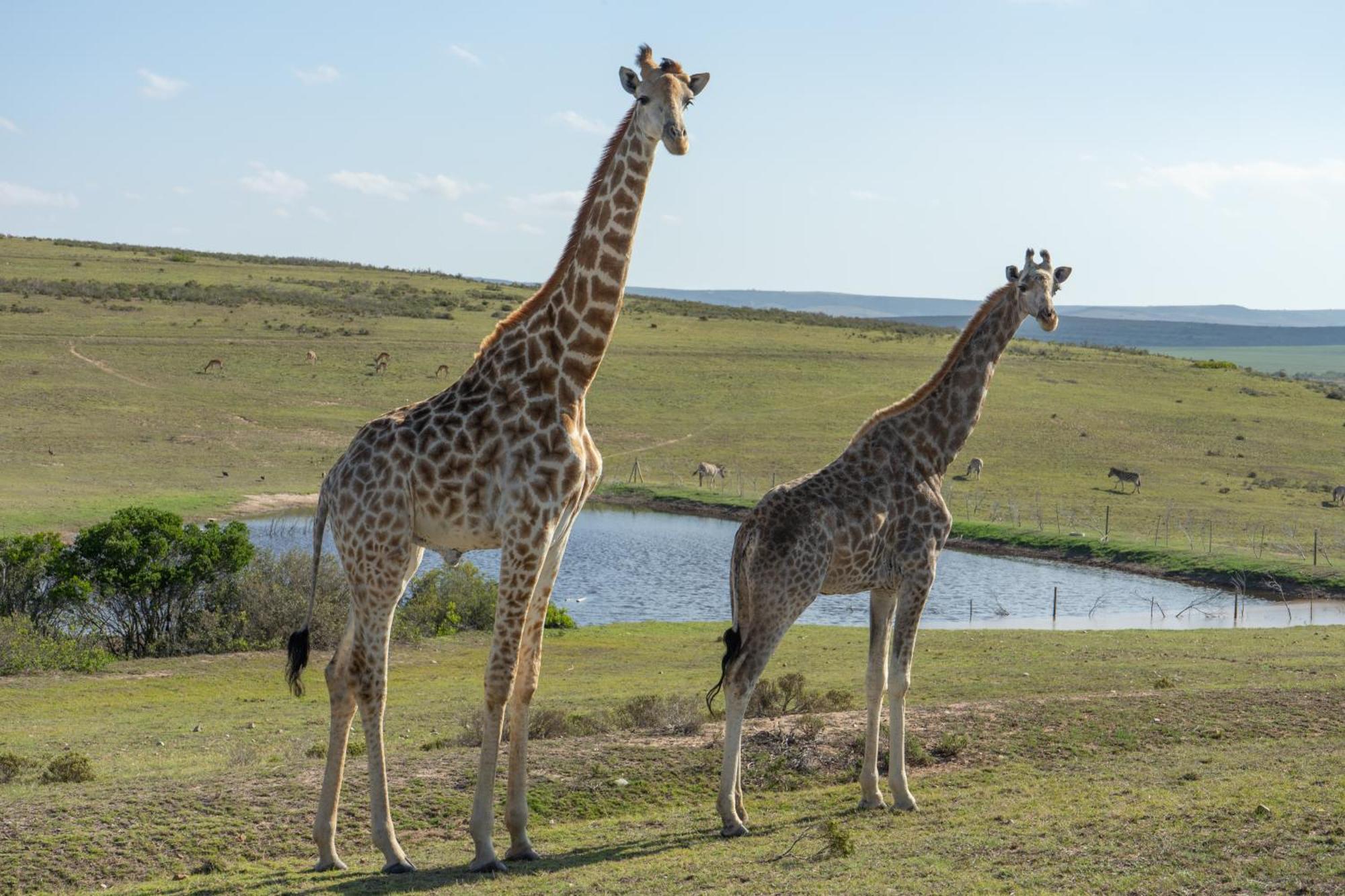 Hartenbos Private Game Lodge Exterior foto